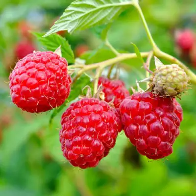 Малина РУБИФОЛ в Барановичах