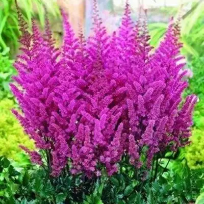 Астильба ПЕПЛ РЕЙН гибридная в Барановичах