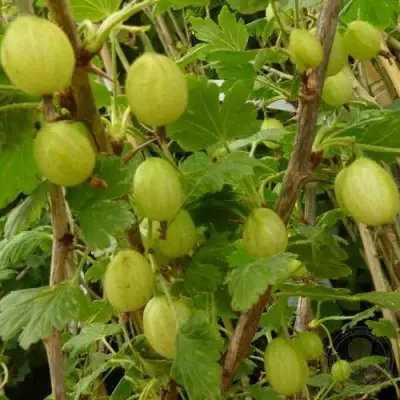 Крыжовник ИНВИКТА в Барановичах