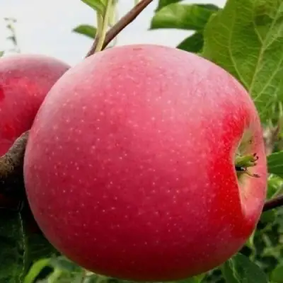 Яблоня АЙДАРЕД в Барановичах