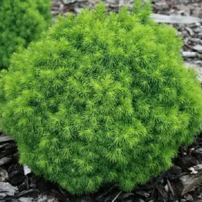 Ель АЛЬБЕРТА ГЛОБ сизая в Барановичах