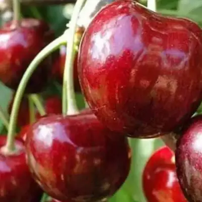 Черешня ВАСИЛИСА в Барановичах