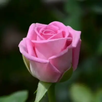 Роза АКВА чайно-гибридная в Барановичах