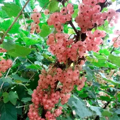 Смородина белая ПРЫГАЖУНЯ (РОЗОВАЯ) в Барановичах