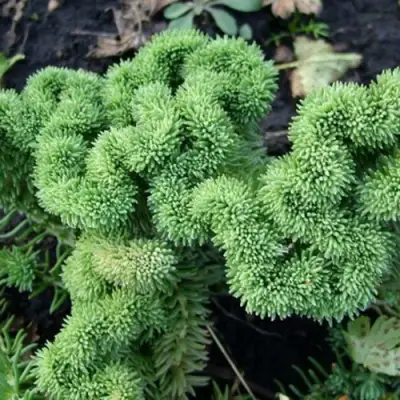 Очиток (седум) КРИСТАТУМ отогнутый в Барановичах