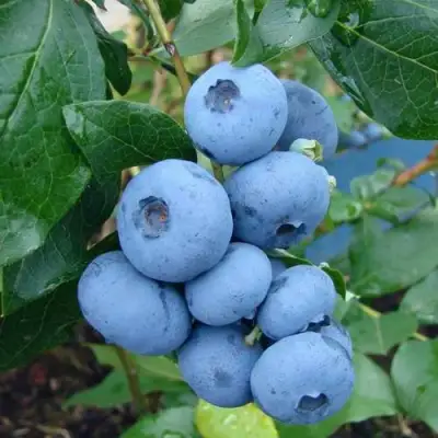 Голубика ТОРО в Барановичах