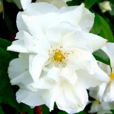 Жасмин РОЗАЦЕ в Барановичах