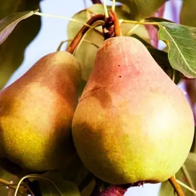 Груша СЛАДКАЯ ИЗ МЛИЕВА в Барановичах