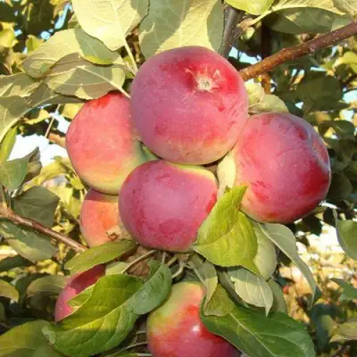 Яблоня ОРЛИК в Барановичах