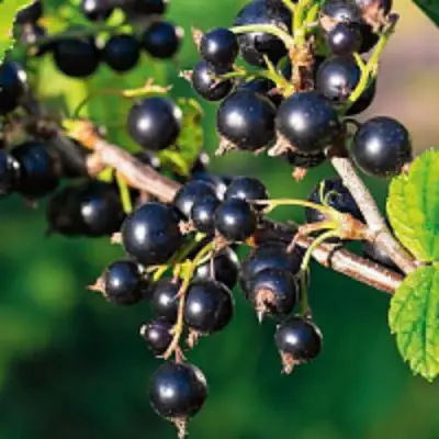 Смородина чёрная ЦЕРЕРА в Барановичах