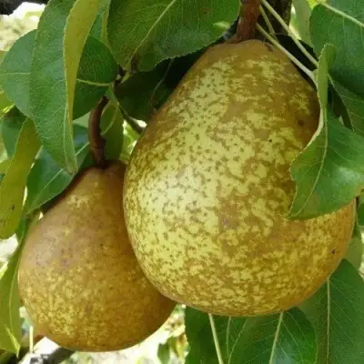 Груша ГЕНЕРАЛ ЛЕКЛЕРК в Барановичах