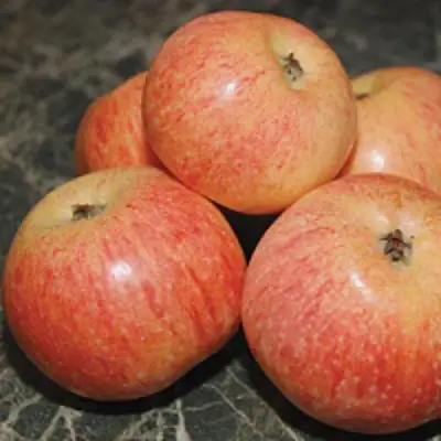 Яблоня КОНФЕТНОЕ в Барановичах