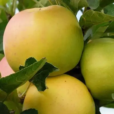 Яблоня БАНАНОВОЕ в Барановичах