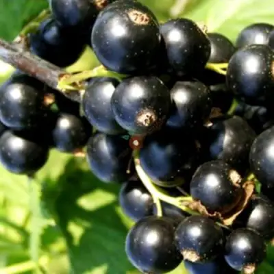 Смородина чёрная ДЕЛИКАТЕСНАЯ в Барановичах