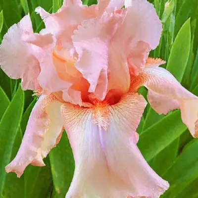 Ирис ПАТИ ДРЕСС бородатый в Барановичах