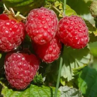 Малина ПРИМАРА в Барановичах