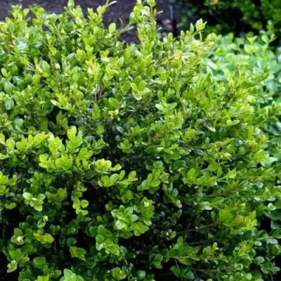 Самшит ФОЛКНЕР в Барановичах