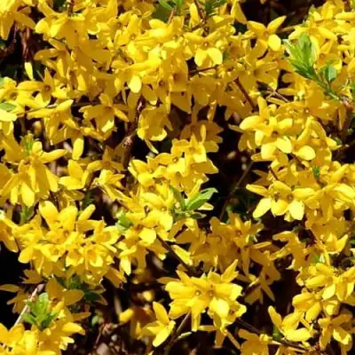 Форзиция ЛЕДНОГОРА промежуточная в Барановичах