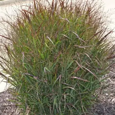 Просо ШЕНАНДО прутьевидное в Барановичах