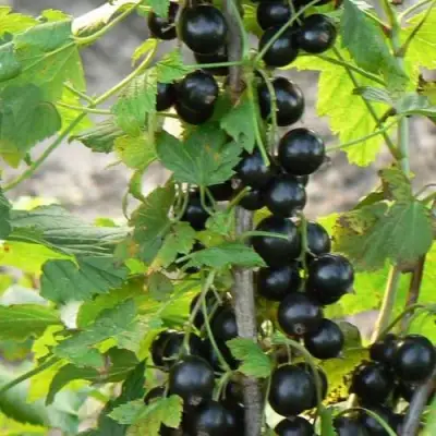 Смородина чёрная ДАБРАДЗЕЯ в Барановичах