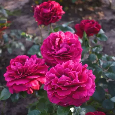 Роза БЕЛЬВЬЮ чайно-гибридная в Барановичах