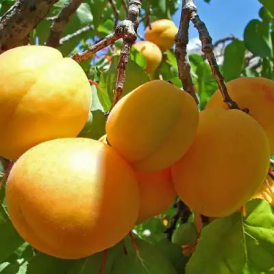 Абрикос ЖИГУЛЕВСКИЙ СУВЕНИР в Барановичах