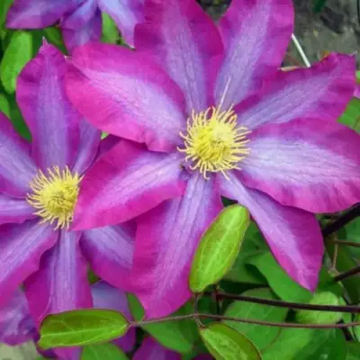 Клематис КАКИО в Барановичах