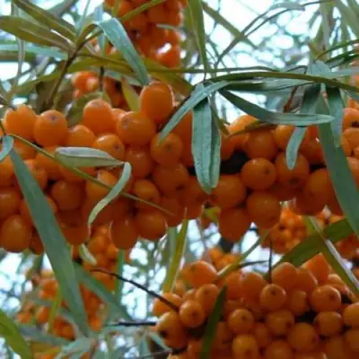 Облепиха БОТАНИЧЕСКАЯ в Барановичах