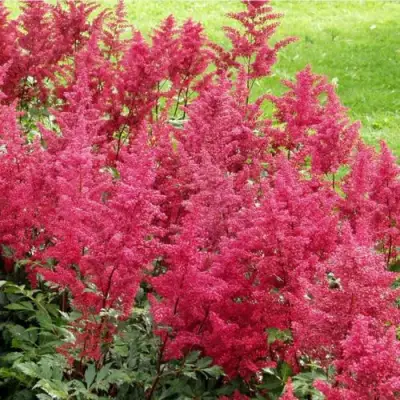 Астильба СКАЙСКРЕЙПЕР китайская в Барановичах