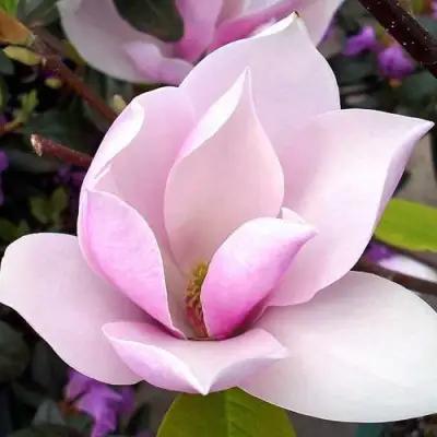 Магнолия АЛЕКСАНДРИНА  в Барановичах