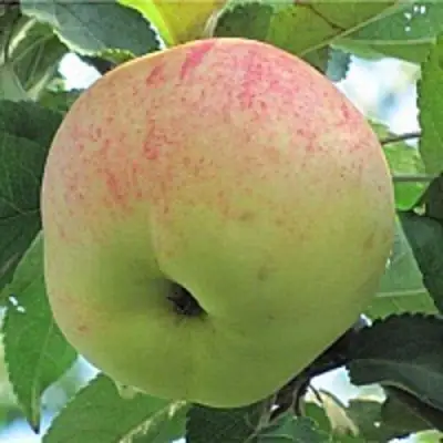 Яблоня ЛЕТНЕЕ СЛАДКОЕ в Барановичах