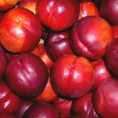 Нектарин МЕДВЕДЕВСКИЙ в Барановичах