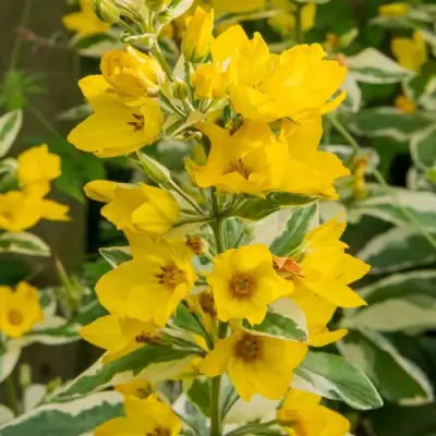 Вербейник АЛЕКСАНДР точечный в Барановичах