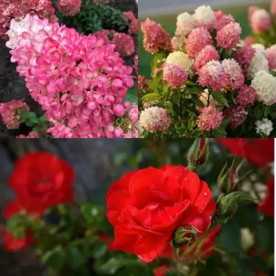 Комплект РОЗОВЫЙ ЗАКАТ в Барановичах