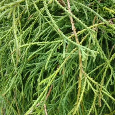 Кипарисовик ФИЛИФЕРА НАНА горохоплодный  в Барановичах