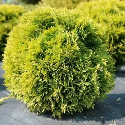 Туя ДАВИД западная в Барановичах