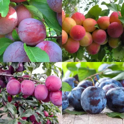 Комплект СЛИВОВЫЙ САД в Барановичах