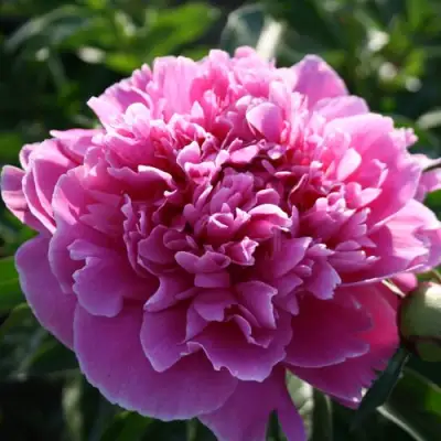 Пион ГОЛУБАЯ ХРИЗАНТЕМА травянистый в Барановичах