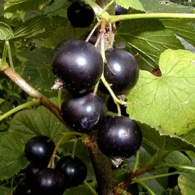 Смородина чёрная БИНАР в Барановичах