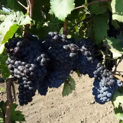 Виноград ДЕНИСОВСКИЙ в Барановичах