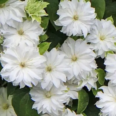 Клематис МАРИЯ СКЛОДОВСКАЯ-КЮРИ в Барановичах