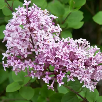 Сирень ПАЛИБИН  в Барановичах