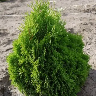 Туя МИКИ западная в Барановичах