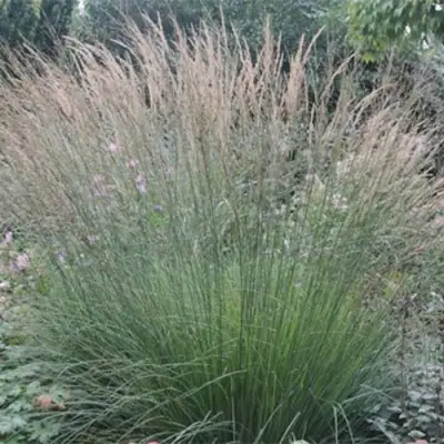 Молиния ХАЙДЕБРАУТ голубая в Барановичах