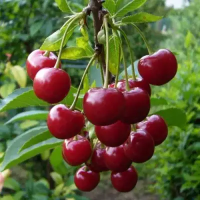 Вишня ВЯНОК в Барановичах