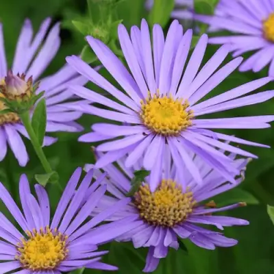 Астра ЛЕДИ ИН БЛЮ в Барановичах