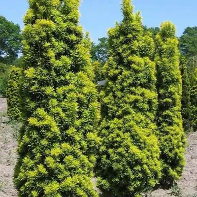 Тис ДАВИД ягодный в Барановичах