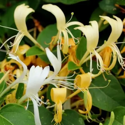 Жимолость ХАЛЛИАНА японская (Хелиана) в Барановичах