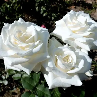 Роза БОИНГ чайно-гибридная в Барановичах