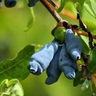 Жимолость съедобная ПУШКИНСКАЯ в Барановичах